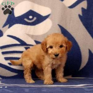 Ugene, Mini Goldendoodle Puppy